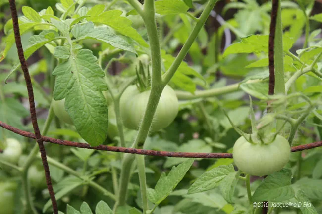 Tomatoes growing on a vine in a garden.