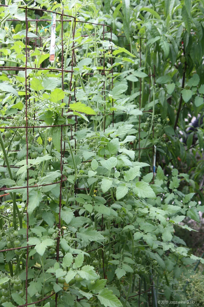 A garden with a lot of plants in it.