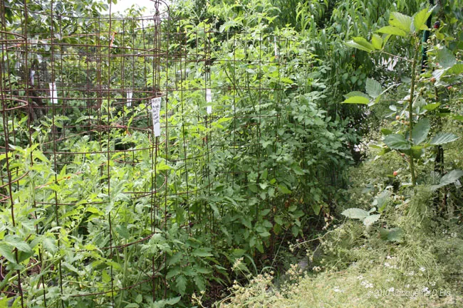 A garden with a lot of plants in it.