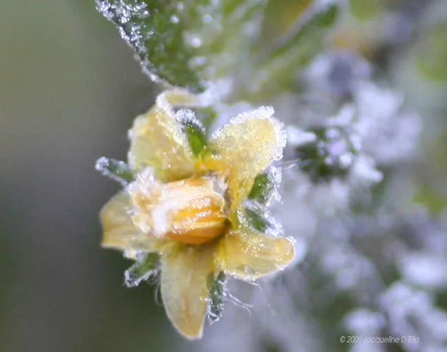 A flower covered in frost on a plant.