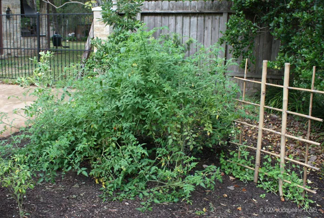 A tomato plant in a kitchen garden.