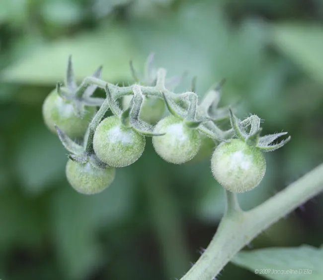 A close up of green tomatoes in a kitchen garden.