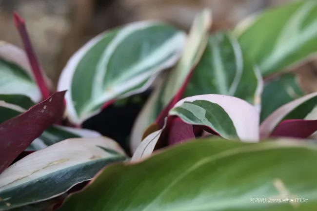 A close up of a plant with red and white leaves.