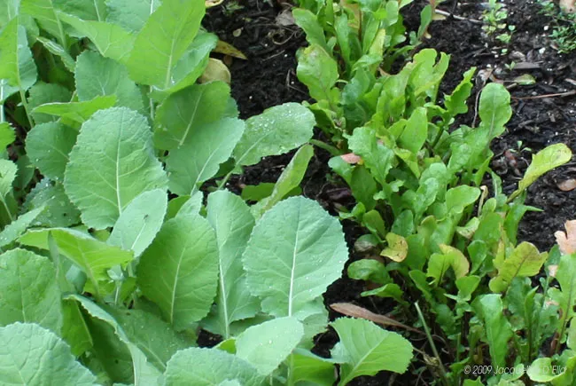 Kitchen garden with kale and chard.