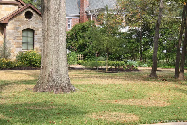 A tree in front of a house with a kitchen garden.
