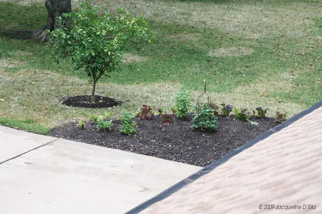 A kitchen garden with a tree in the middle.