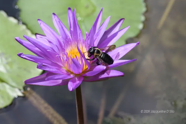 A bee sits on a purple water lily.