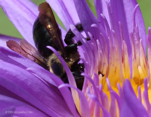 A bee is sitting on a purple flower.
