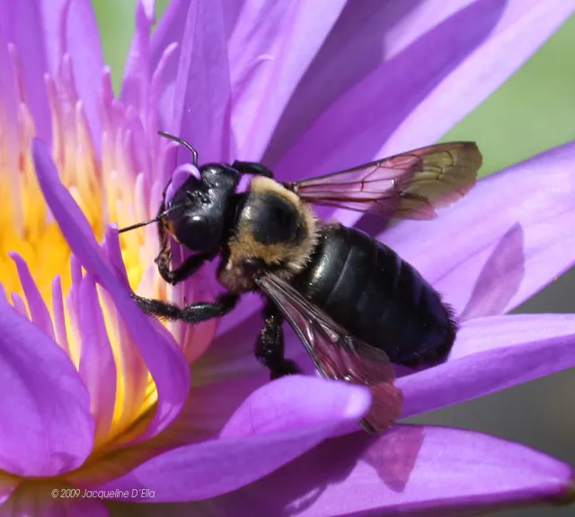 A bee sits on top of a purple lotus flower.