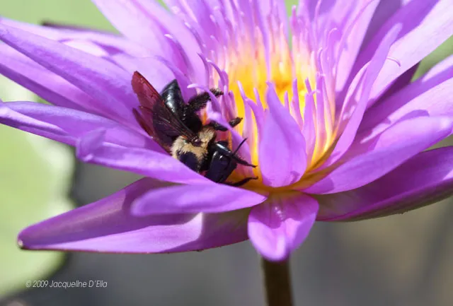 A bee is sitting on a purple water lily.