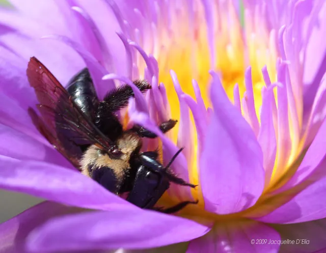 A bee is sitting on top of a purple water lily.