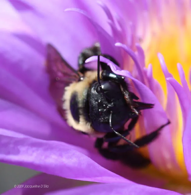 A bee is sitting on a purple flower.