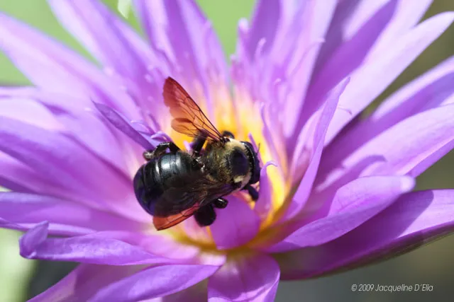 A bee is sitting on a purple flower.