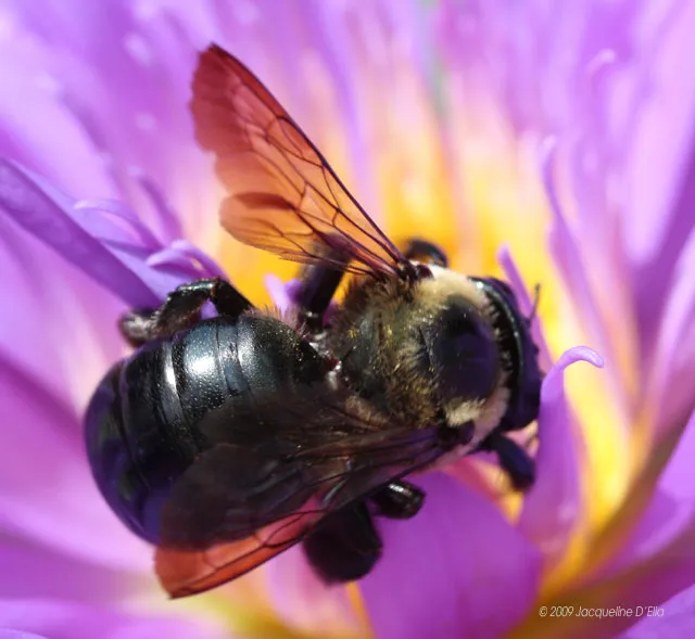 A bee is sitting on top of a purple flower.