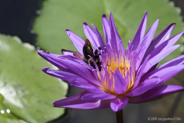 A purple water lily with a bee on it.