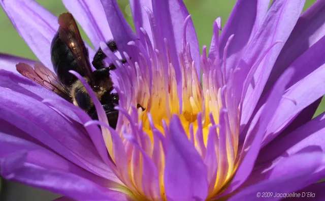 A bee is sitting on a purple water lily.