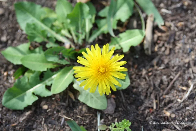 A yellow dandelion is growing in the dirt.