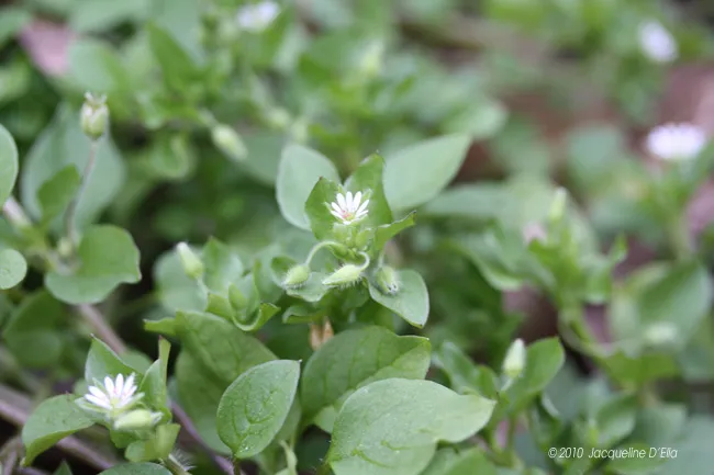 A close up of a small plant with white flowers.