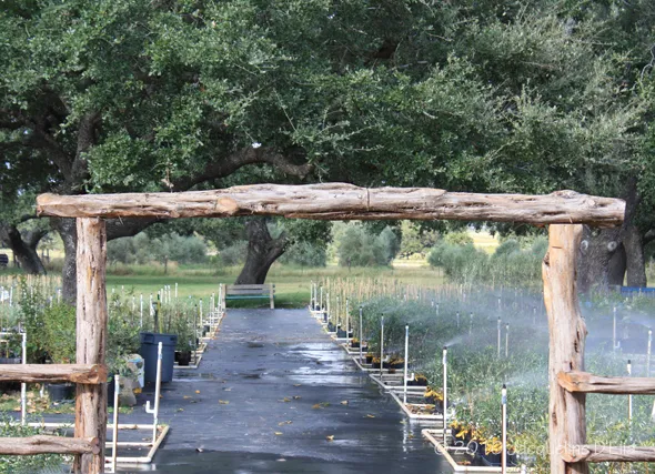 A wooden archway in a garden.