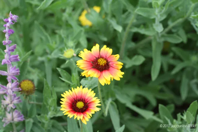 Two yellow and red flowers are growing in a field.