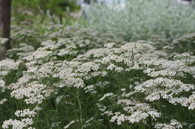 A field of white flowers in a garden.