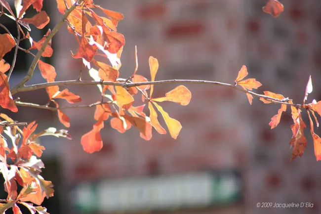 A tree with red leaves in front of a brick building.