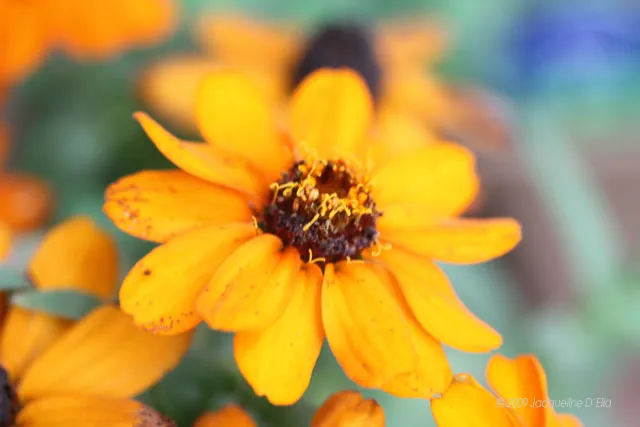 A close up of orange flowers in a pot.
