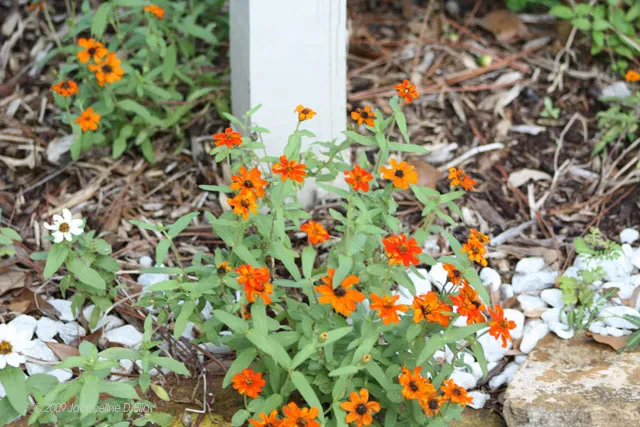 An orange flower growing in the ground next to a white post.