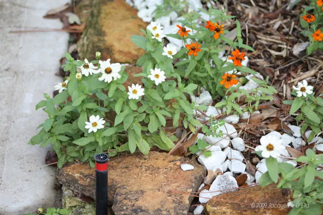 A rock garden with white and orange flowers.