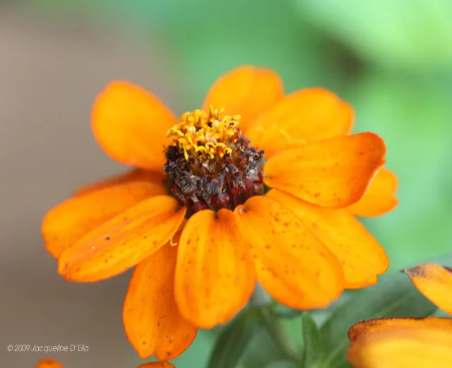 A close up of an orange flower in a garden.
