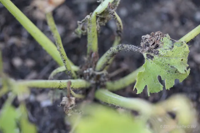 A close up of a plant with leaves on it.