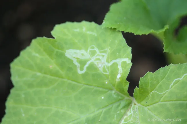 A close up of a leaf with white spots on it.