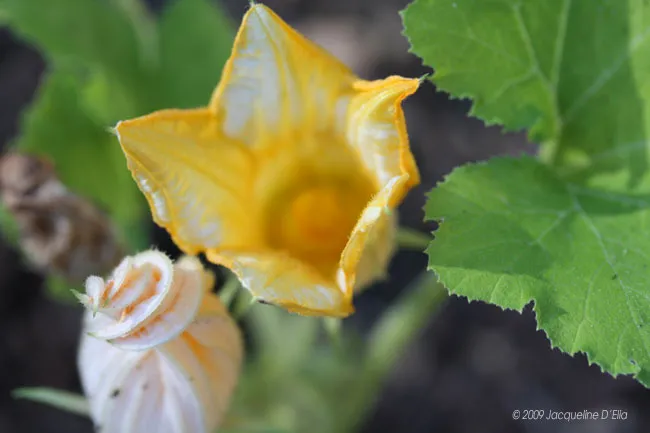 A yellow squash flower is growing in a garden.